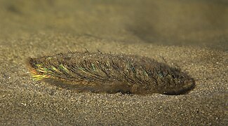 Hollow nanofibre bristles of Aphrodita aculeata (a species of sea mouse) reflect light in yellows, reds and greens to warn off predators.