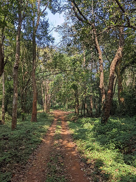 File:Aralam Wildlife Sanctuary during Annual Butterfly Survey 2022 (192).jpg