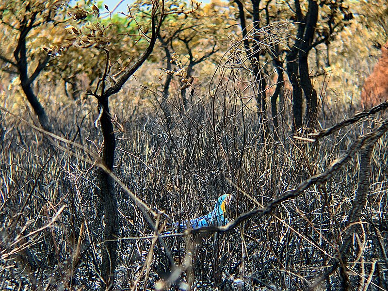 File:Arara-canindé nas cinzas do cerrado.jpg