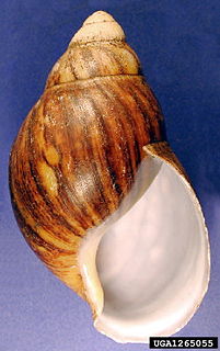 <i>Archachatina</i> Genus of gastropods