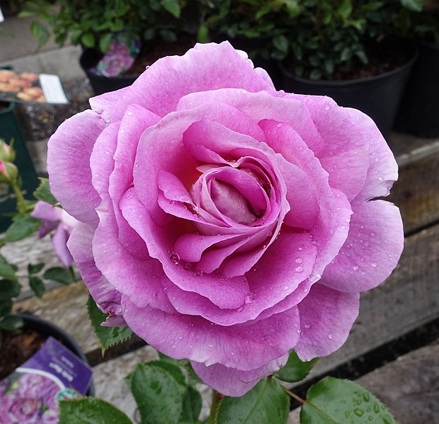 File:Arctic Blue floribunda rose (WEKblufytirar) - DSC06447.jpg