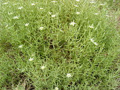 Arenaria pungens