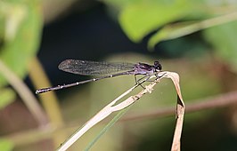 Argia tezpi