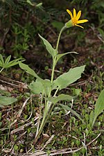 Arnica cordifolia üçün miniatür