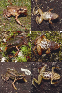 <i>Aromobates</i> Genus of amphibians