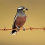 Thumbnail for White-browed woodswallow