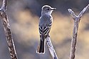 Pigliamosche dalla gola di cenere (Myiarchus cinerascens) (8079382866) .jpg