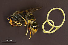 Nematode removed from the abdominal cavity of a hornet Asian Hornet (Vespa velutina) & Mermithid nematode (black background).JPG