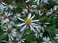 Aster macrophyllus