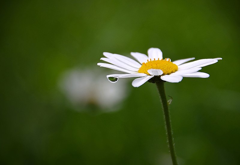 File:Asteraceae flower bokeh.jpg