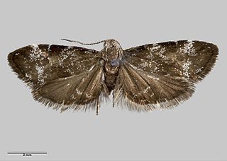 <i>Asterivora tristis</i> Species of moth