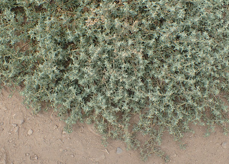 File:Atriplex suberecta kz07.jpg