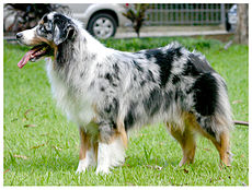 Australianshepherd01.jpg