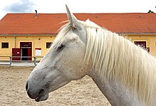 Tête d'un cheval blanc devant un bâtiment.