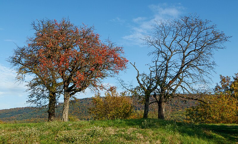 File:Autumnal trees - Malsch 01.jpg