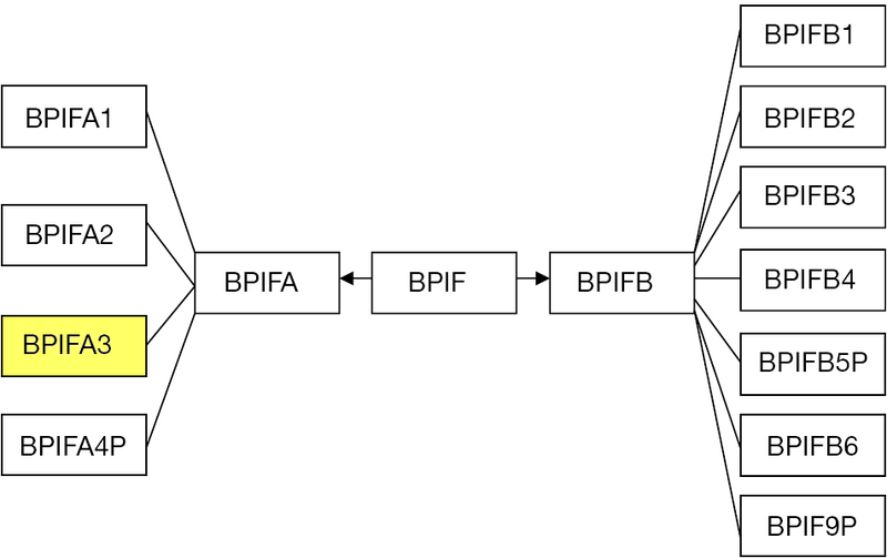 File:BPIFfamily-BPIF-A3.png