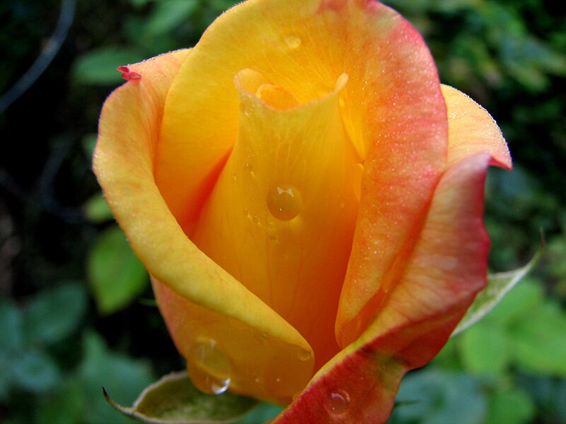 File:Backlit Rosebud With Raindrops (236453393).jpg