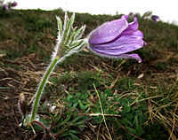 Ur: Tracheobionta (Tracheophyta) Fyl: Spermatophyta Ufyl: Magnoliophyta (Angiophytina, Angiospermae) Eudicotyledonae O: Ranunculales F: Ranunculaceae Uf: Ranunculoideae T: Anemoneae S: Anemone (Pulsatilla) A: Anemone pulsatilla (Pulsatilla vulgaris) Svenska: Backsippor vid Dotorpsskolan, Falköping, Västergötland.