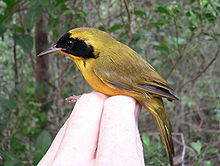 Bahama Yellowthroat (Geothlypis rostrata) in der Hand gehalten, Seitenansicht.jpg