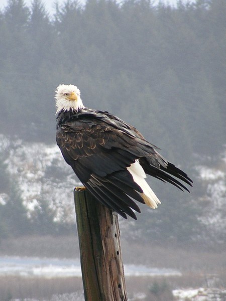 File:Bald Eagle, Kodiak, Alaska Ret.jpg