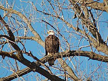 Bald eagle in Burnsville