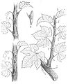 Baltet - L'art de greffer - fig182.jpg