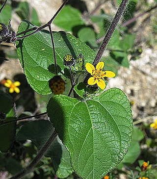 <i>Baltimora</i> (plant) Genus of flowering plants