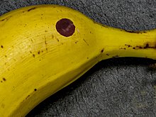 Jaune comme une banane, un œil noir de banane, un bec de banane : c'est donc une banane