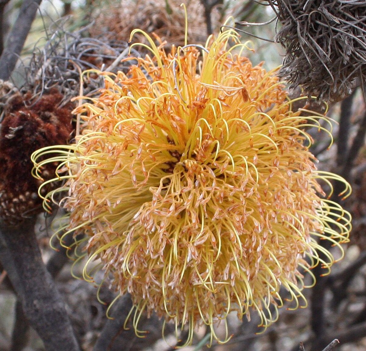 Closeup of spherical golden yellow bloom made up of hundreds of individual flowers