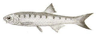 <i>Barilius vagra</i> Species of fish