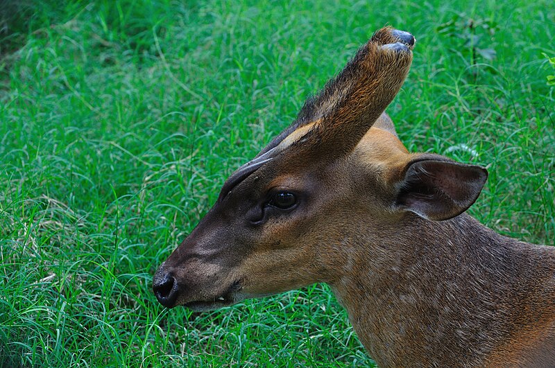 File:Barking Deer - Kolkata 2011-05-03 2409.JPG