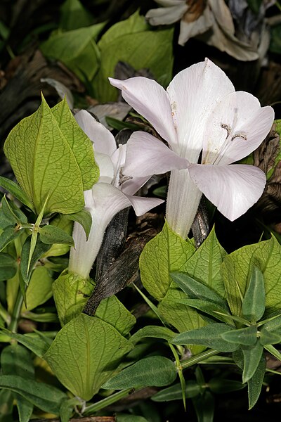 File:Barleria greenii 1DS-II 7214.jpg