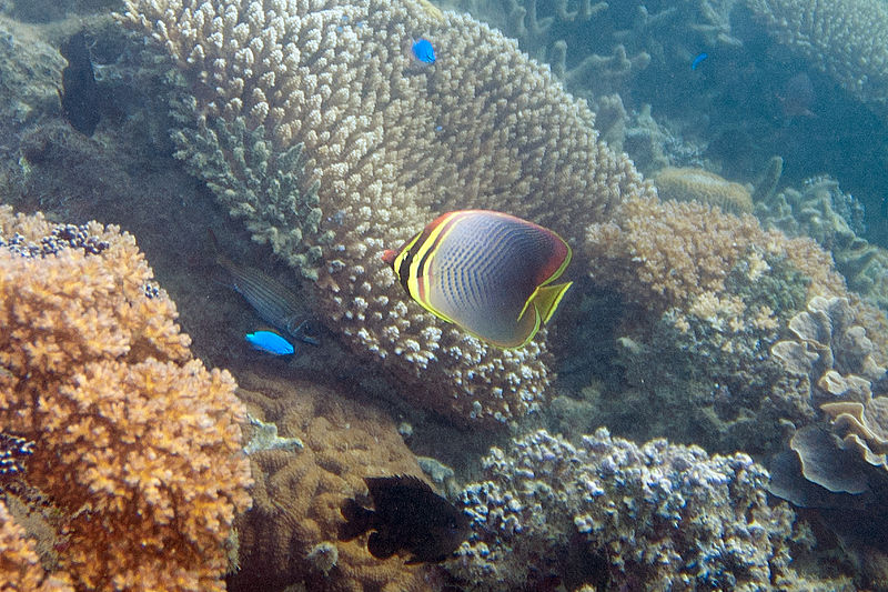 File:Baroness butterflyfish Chaetodon baronessa (5816498107).jpg