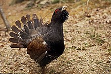 The cock western capercaillie, often favored in the golden eagle's diet Basoilarra.jpg