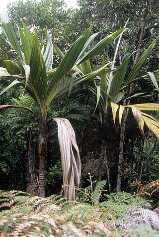 <i>Basselinia</i> Genus of palms