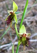 Calochilus paludosus