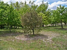 Planted truffle groves near Beaumont-du-Ventoux Beaumont - truffieres.jpg