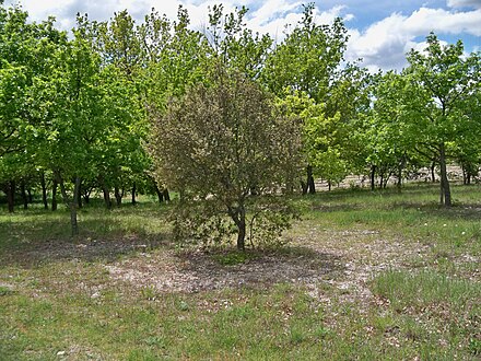 Planted truffle groves near Beaumont-du-Ventoux