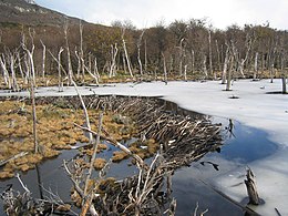 Dead trees as a result of the construction of a beaver dam in Tierra del Fuego Beaver dam in Tierra del Fuego.jpg