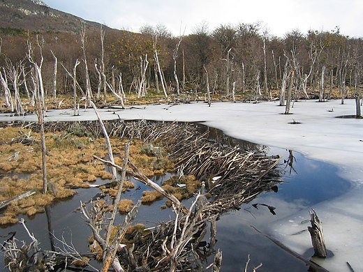 Dead trees as a result of the construction of a beaver dam in Tierra del Fuego