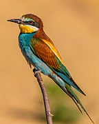 Europinis bitininkas (Merops apiaster) – tikrųjų bitininkų (Merops) gentis.