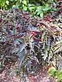 Begonia 'Sophie Cecile' Gardenology.org-IMG 1127 rbgs10dec.jpg