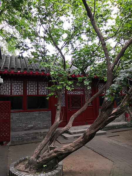 File:Beijing Lu Xun Museum - tree 2 planted by Lu Xun.jpg