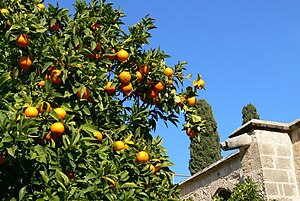 travel to north cyprus from turkey