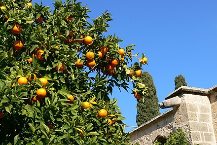 Orange tree at Bellapais - Northern Cyprus is known for the taste of its oranges - and their juice!