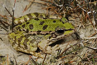 Cretan frog Species of amphibian
