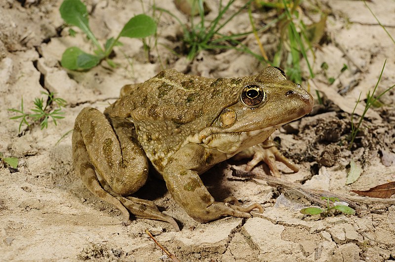 File:Benny Trapp Pelophylax kl grafi Grafscher Hybridfrosch.jpg