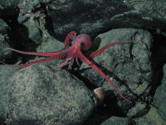 Un poulpe (Benthoctopus sp.) et un bivalve (Acesta mori) au mont sous-marin de Davidson à 1461 mètres de profondeur.