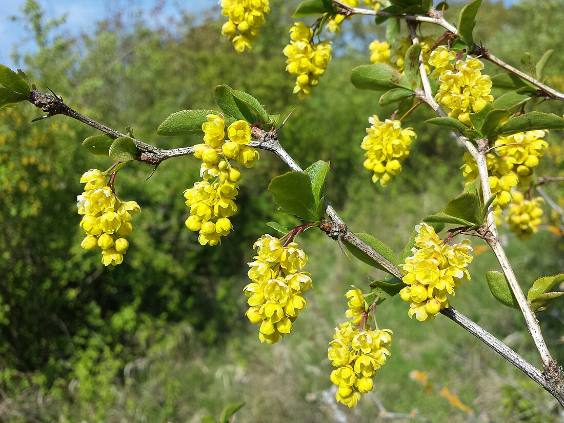 Berberis