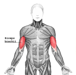 250px Biceps brachii Apalpação do Músculo Bíceps Braquial